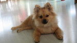 Loulou de Pomeranie - Spitz Allemand