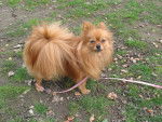 Gipsy ! spitz allemand - Spitz Allemand