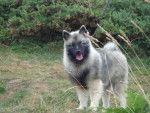 ermes spitz loup - Spitz Allemand
