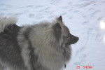 spitz-loup TAO - Spitz Allemand