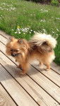 Mini Spitz allemand, Niky - Spitz Allemand
