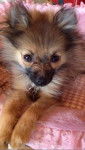 Mini Spitz allemand, Niky - Spitz Allemand