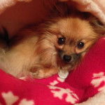 mini Spitz allemand, Niky - Spitz Allemand