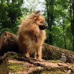 Mini Spitz allemand, Niky - Spitz Allemand