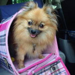 Mini Spitz allemand, Niky - Spitz Allemand