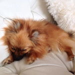 Mini Spitz allemand, Niky - Spitz Allemand