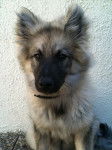 Shunke, Spitz-Loup 4 mois - Spitz Allemand (4 mois)