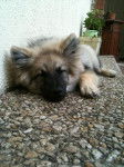Shunke, 4 mois Spitz-Loup - Spitz Allemand (4 mois)