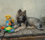 Siptz-Loup de 4 mois : Schunke - Spitz Allemand (4 mois)