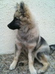 Shunke, chiot Spitz-Loup - Spitz Allemand