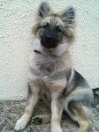 Shunke, jeune Spitz-Loup 4 mois et demi - Spitz Allemand (4 mois)