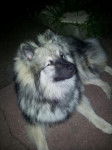 Shunke, 8 mois et demi - Spitz Allemand (8 mois)