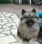 Schunke 16 mois - Spitz Allemand (1 an et 4 mois)