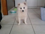 bounty - Spitz Allemand Mâle (3 mois)