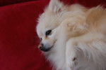 Photo Spitz Allemand