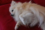 Photo Spitz Allemand