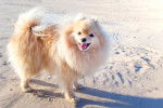 Un Spitz Allemand sur du sable