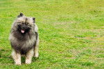 Photo Spitz Allemand