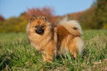 Photo Spitz Allemand