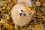 Un Spitz Allemand en train de jouer avec des feuilles d'automne