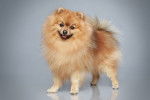 Portrait photo d'un Spitz Allemand