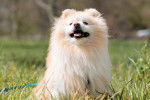 Un Spitz Allemand assis dans l'herbe