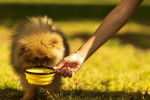 Un Spitz Allemand en train de boire dans une gamelle jaune