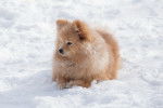 Un Spitz Allemand allongé dans la neige