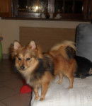 rox - Spitz Allemand Mâle (9 mois)