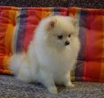 Saphire - Spitz Allemand (2 ans)