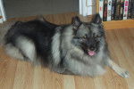 Diana - Spitz Allemand (3 ans)