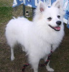 bounty - Spitz Allemand Mâle (1 an)