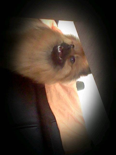Bouba - Spitz Allemand Mâle (1 an)