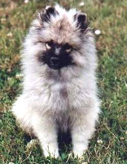 Spitz Allemand - Spitz Allemand
