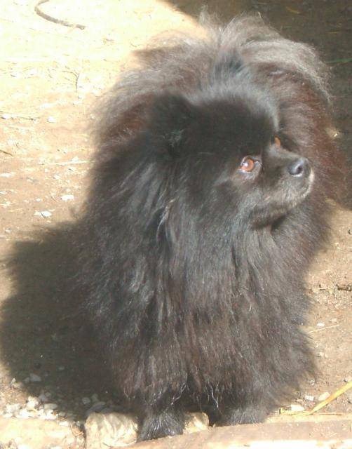spitz nain (Poméranien), Louky - Spitz Allemand