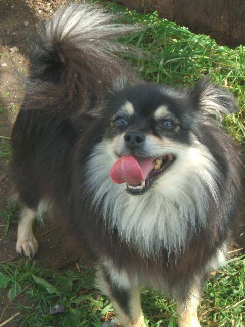 spitz nain (Poméranien), Fany - Spitz Allemand