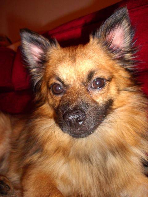 Spitz allemand Extasie - Spitz Allemand