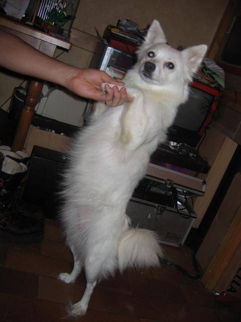 lola (loulou de pomeranie) - Spitz Allemand