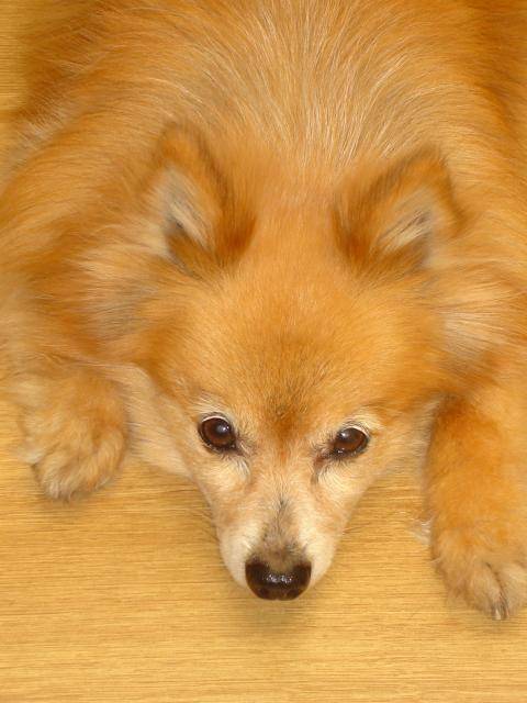 EXQUIS, Spitz allemand - Spitz Allemand