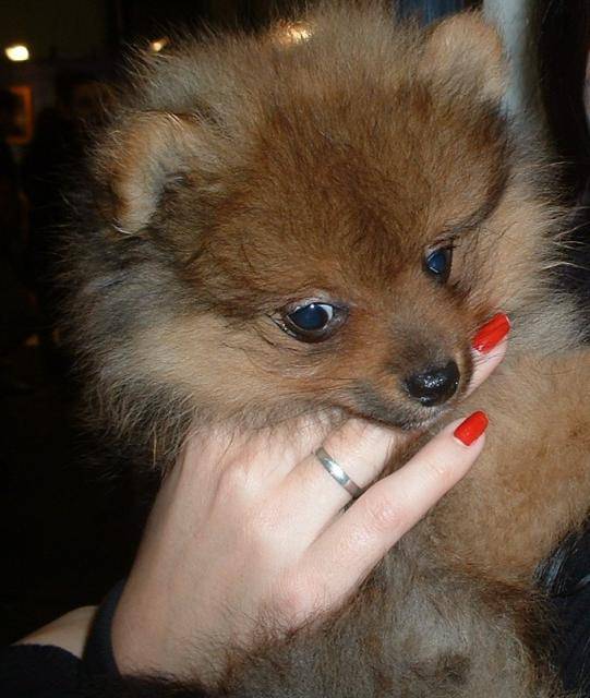 Spitz allemand nain - Spitz Allemand