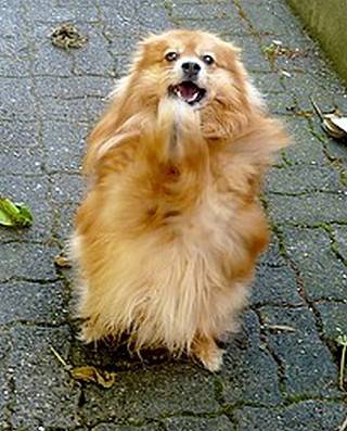 VOLCAN - spitz allemand - Spitz Allemand