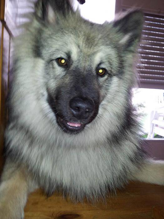 Schunke Spitz-loup 12 mois - Spitz Allemand (1 an)