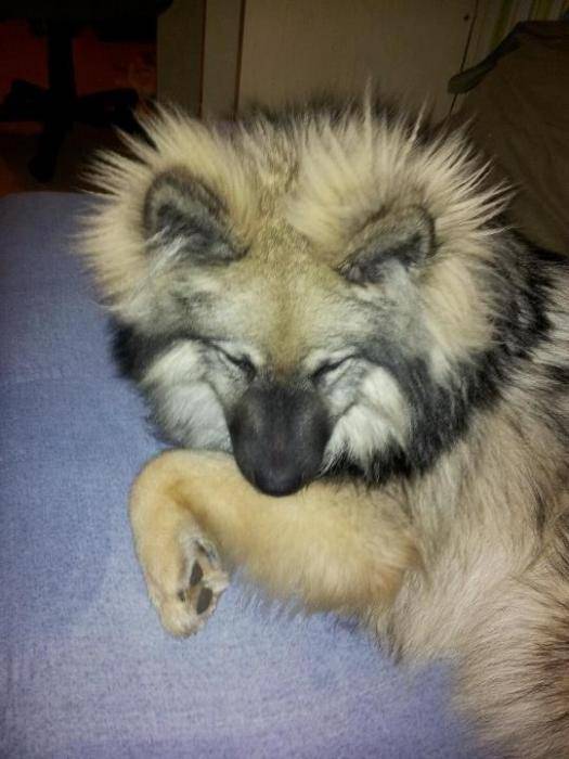 Schunke beau Spitz-loup - Spitz Allemand