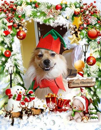 Jake - Spitz Allemand Mâle (2 ans)