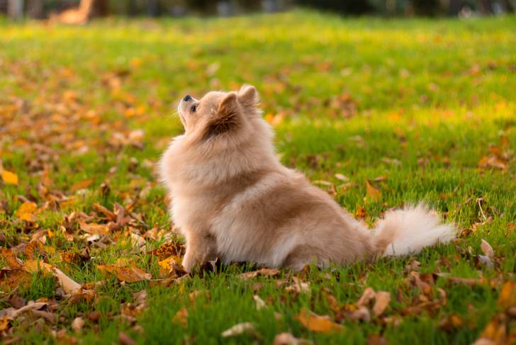 Un Spitz Allemand assis dans un parc en automne
