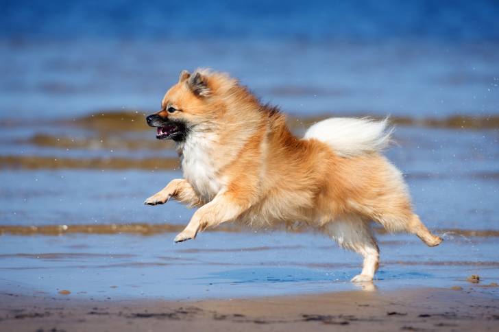 Un Spitz Allemand en train de courir sur la plage