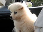 bounty - Spitz Allemand Mâle (2 mois)