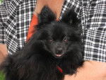 spitz allemand roxanne - Spitz Allemand