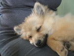 Kiki, Poméranien (Loulou de poméranie) - Spitz Allemand