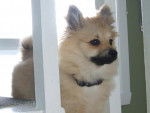 Poméranien (spitz nain) - Spitz Allemand